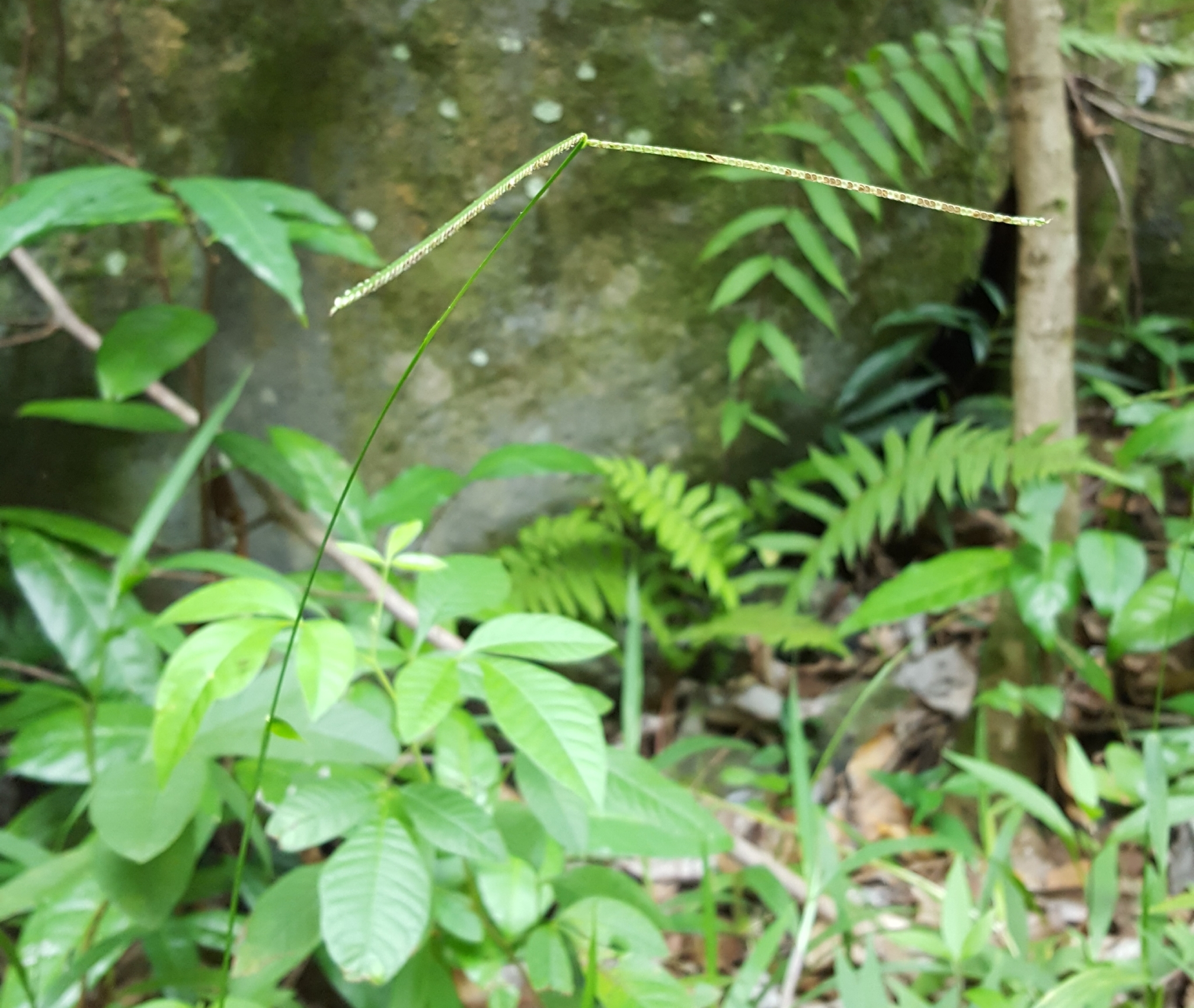 (c) François Rousseu, certains droits réservés (CC BY-NC) https://www.inaturalist.org/observations/87114466