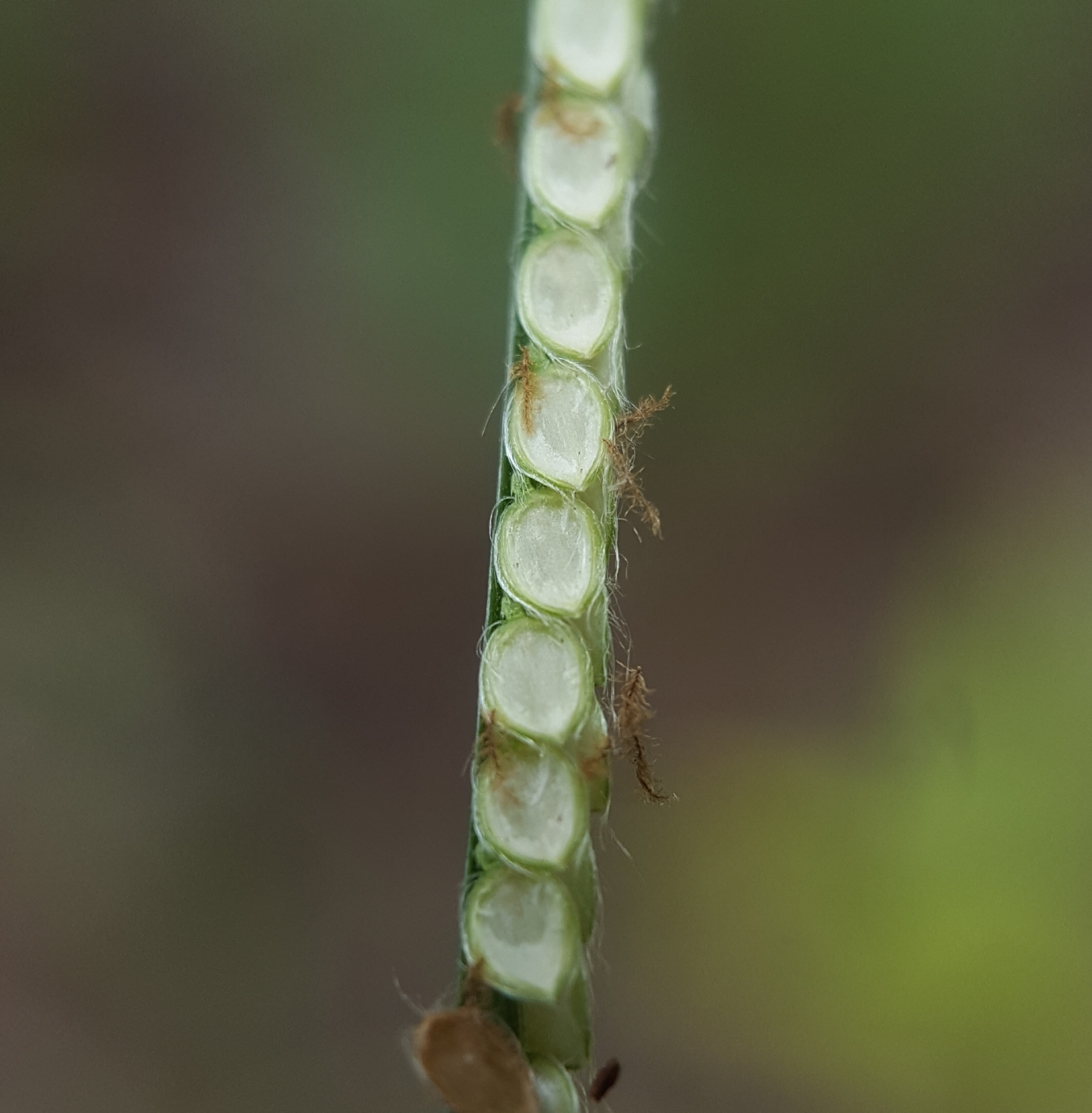 (c) François Rousseu, certains droits réservés (CC BY-NC) https://www.inaturalist.org/observations/87114466