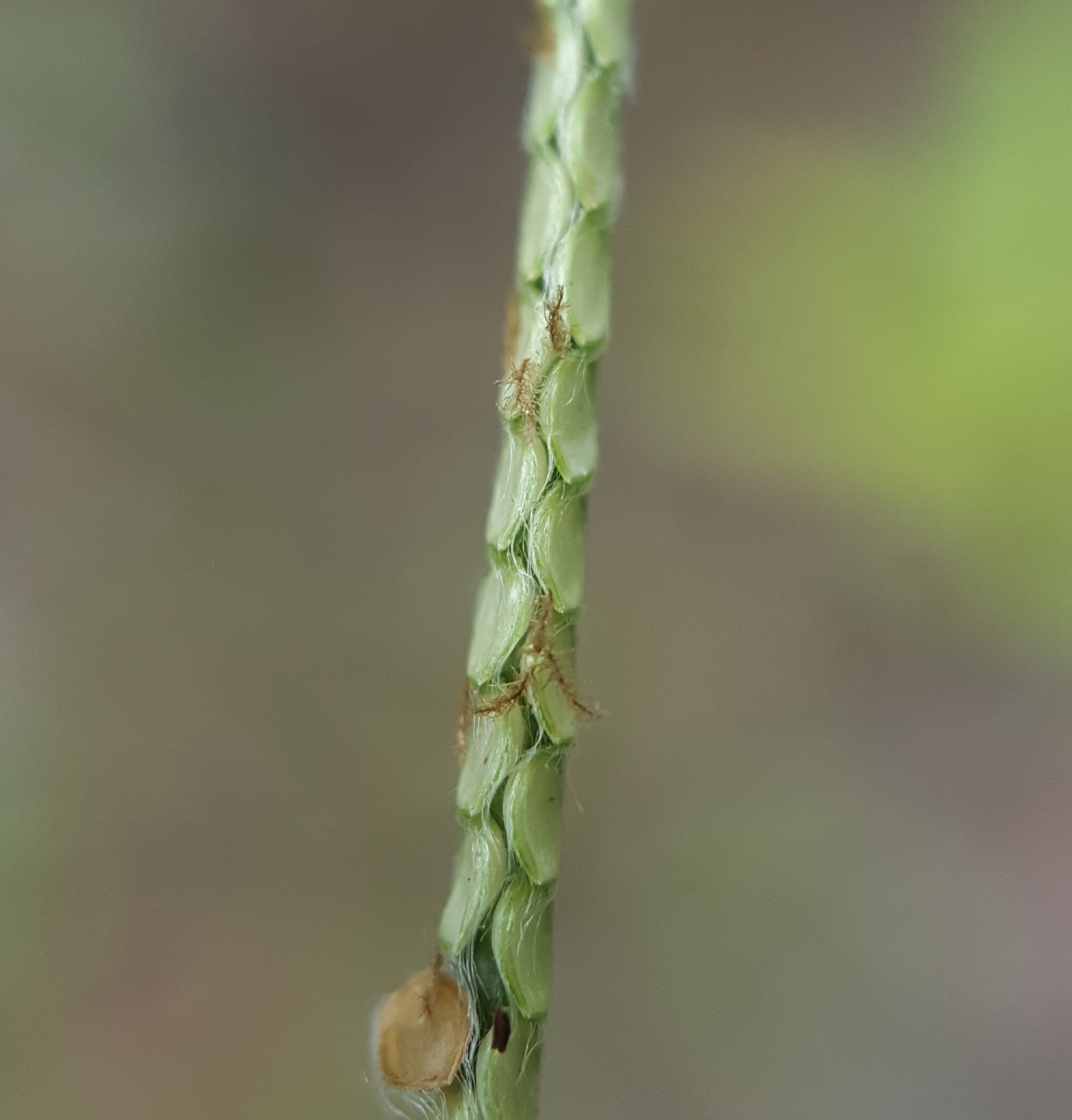 (c) François Rousseu, certains droits réservés (CC BY-NC) https://www.inaturalist.org/observations/87114466