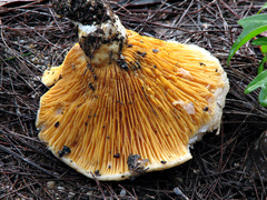 Phylloporus clelandii