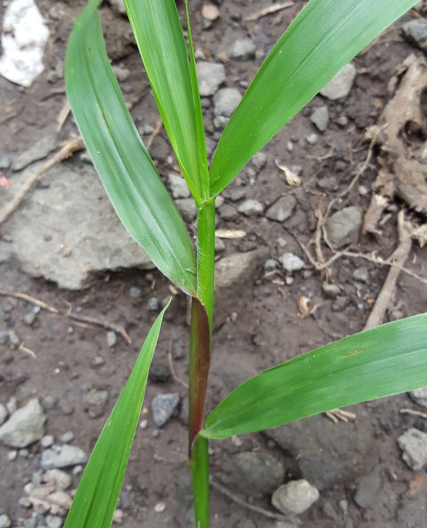 (c) François Rousseu, certains droits réservés (CC BY-NC) https://www.inaturalist.org/observations/87114466