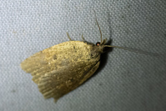 Meritastis