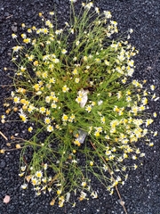 Tripleurospermum inodorum