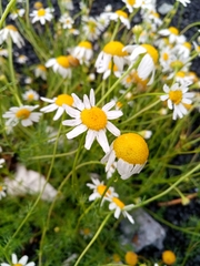 Tripleurospermum inodorum