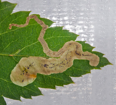 Agromyza spiraeoidearum