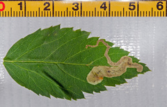 Agromyza spiraeoidearum