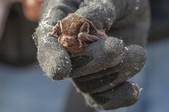 Chalinolobus gouldii