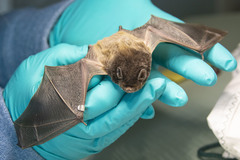 Chalinolobus gouldii