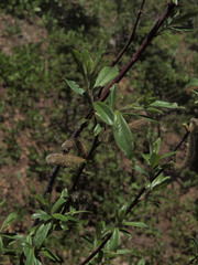 Salix commutata