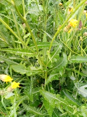 Sonchus arvensis
