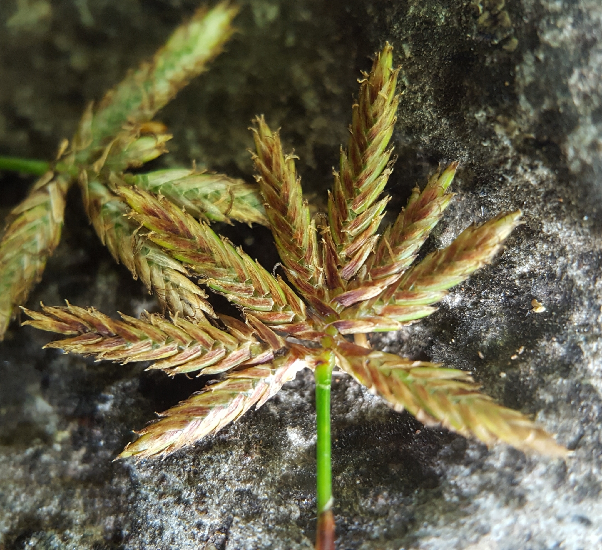 (c) François Rousseu, certains droits réservés (CC BY-NC) https://www.inaturalist.org/observations/87114587