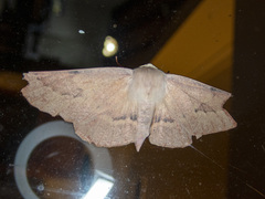 Monoctenia falernaria