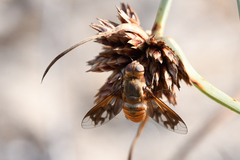 Ligyra ferrea