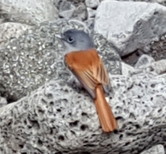 Terpsiphone bourbonnensis