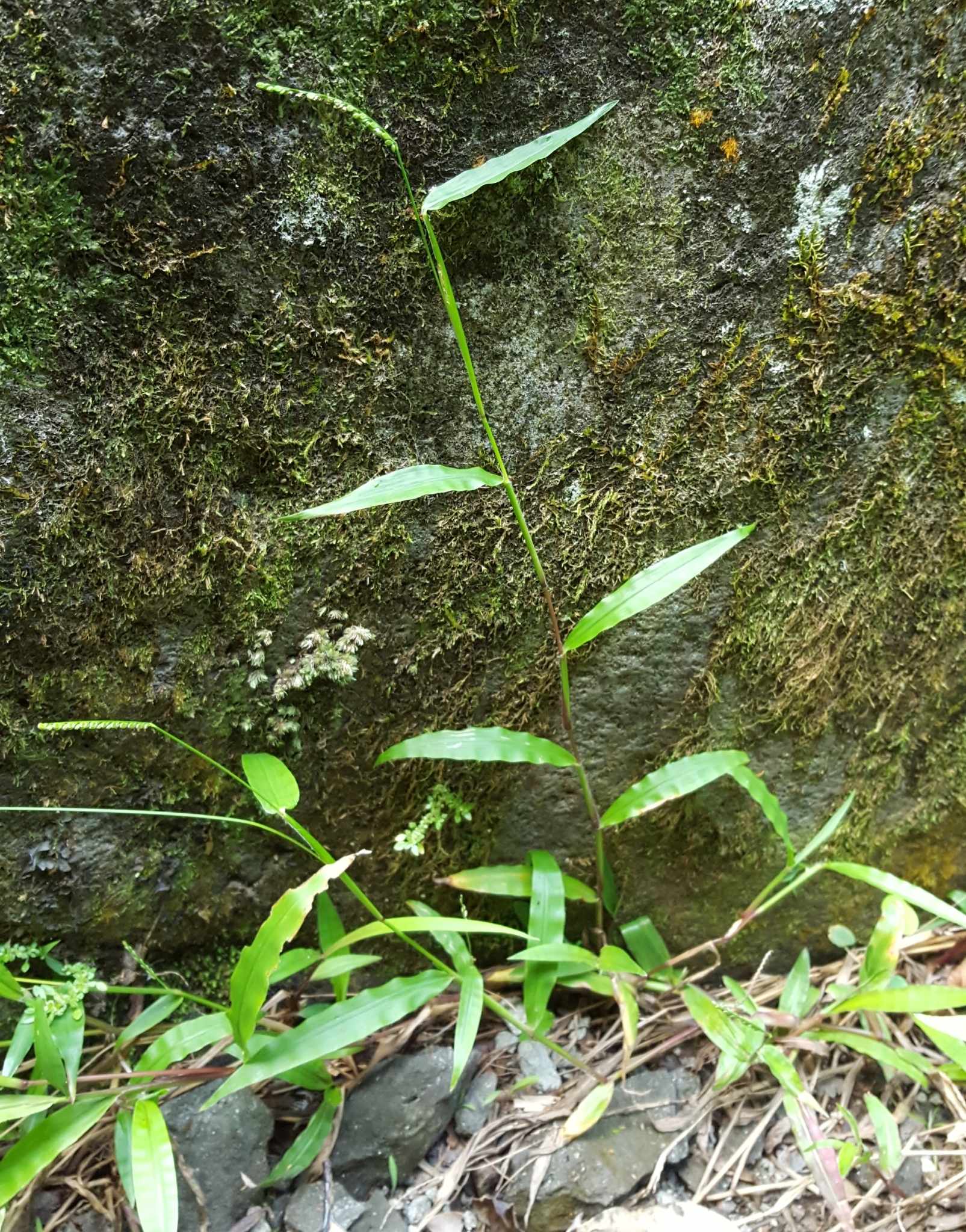 (c) François Rousseu, certains droits réservés (CC BY-NC) https://www.inaturalist.org/observations/87114820