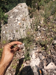 Pterocephalus plumosus