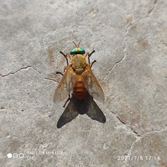 Silvius alpinus