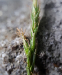 Carex brunnea