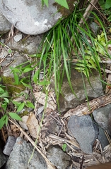 Carex brunnea