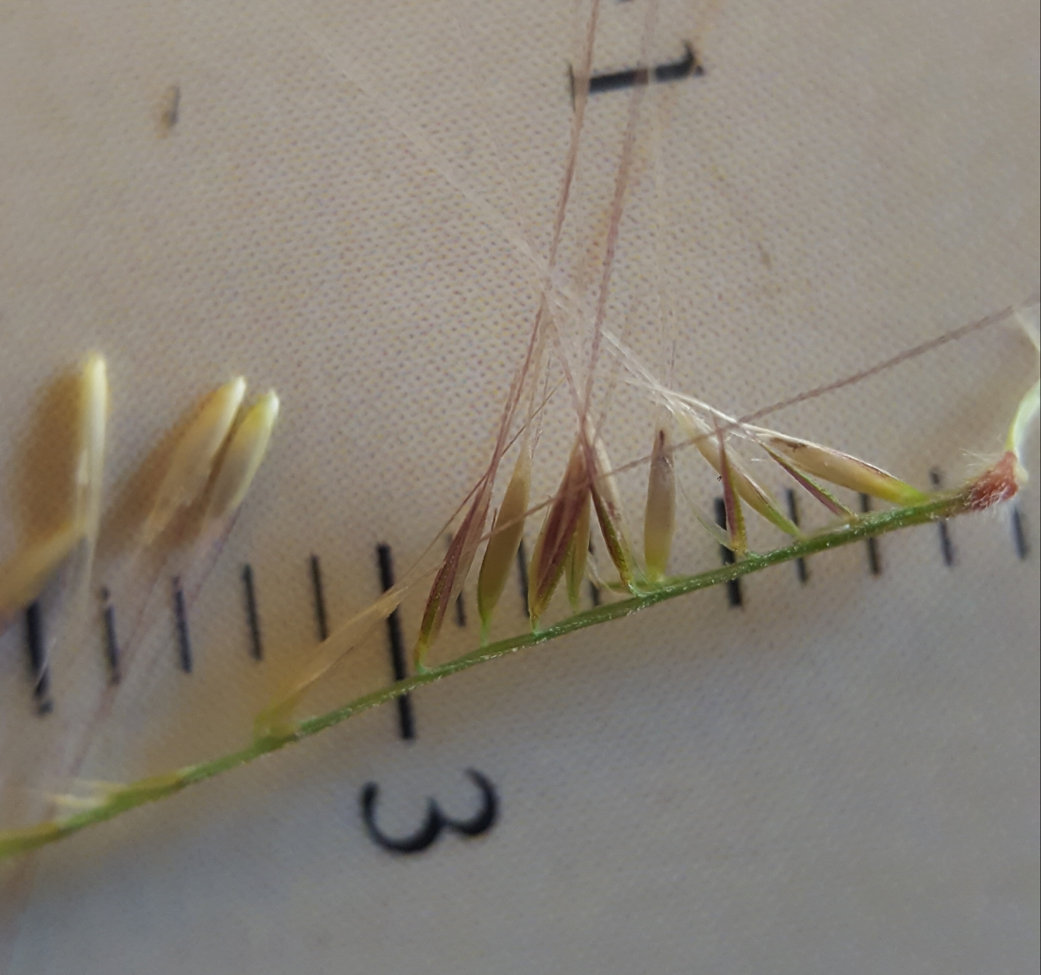 (c) François Rousseu, certains droits réservés (CC BY-NC) https://www.inaturalist.org/observations/87114906