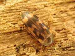Orchesia undulata