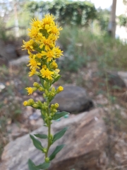 Solidago virgaurea