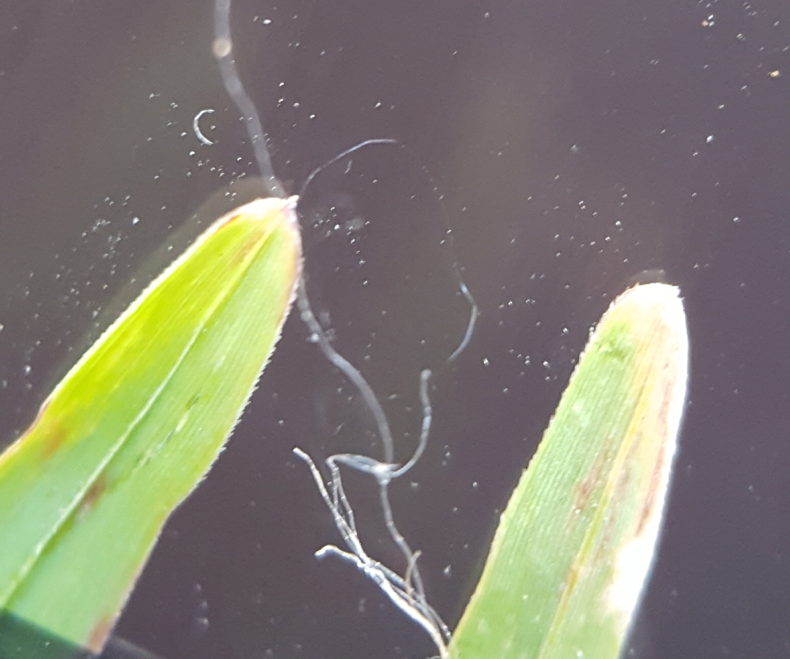 (c) François Rousseu, certains droits réservés (CC BY-NC) https://www.inaturalist.org/observations/87114906