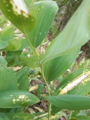 Polygonatum odoratum