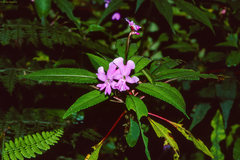 Impatiens kinabaluensis