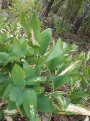 Polygonatum odoratum