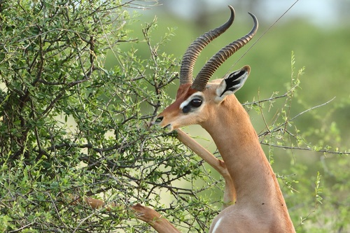 Gerenuk, Isiolo North, KE-IS, KE, photo 10 of 10