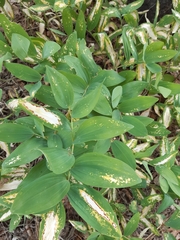 Polygonatum odoratum