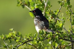 Speculipastor bicolor
