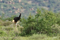 Struthio molybdophanes