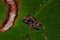 Papuaneon