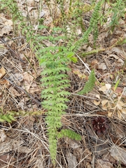 Filipendula vulgaris