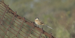 Schoeniophylax phryganophilus