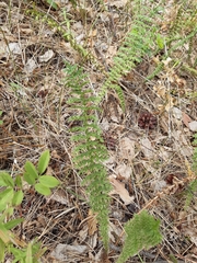Filipendula vulgaris