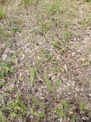 Filipendula vulgaris