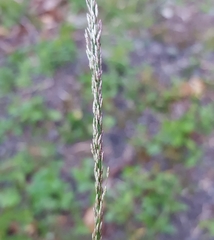 Eragrostis tenella insularis