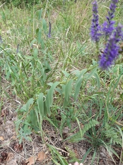 Veronica longifolia