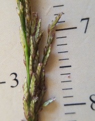 Eragrostis tenella insularis