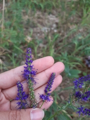 Veronica longifolia