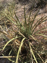 Agave schottii