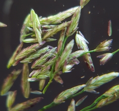 Eragrostis tenella insularis