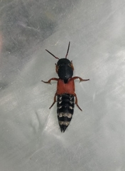 Platydracus stercorarius