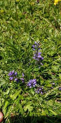 Polygala alpestris