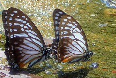 Graphium xenocles