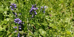 Polygala alpestris