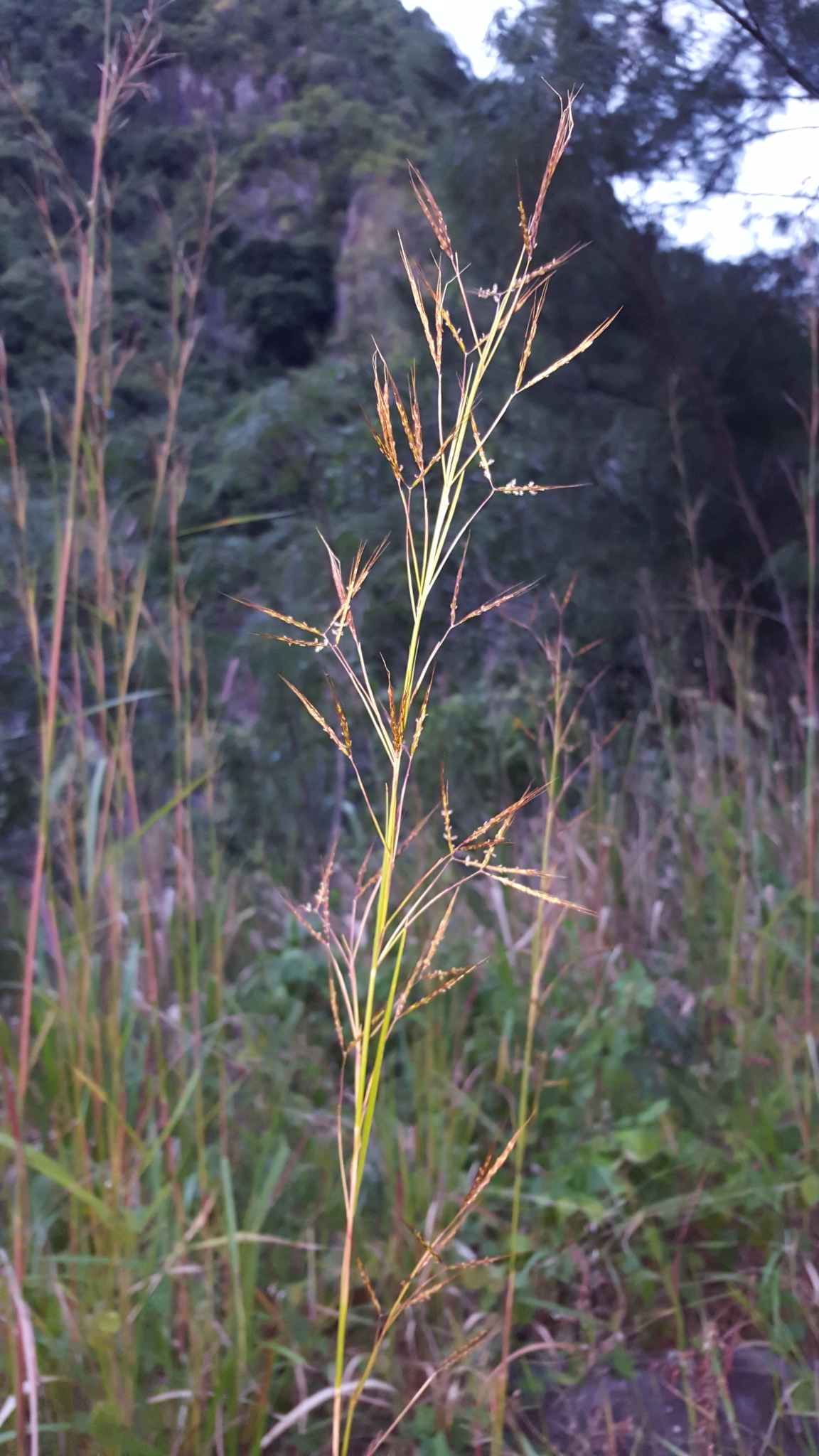 (c) François Rousseu, certains droits réservés (CC BY-NC) https://www.inaturalist.org/observations/87115259